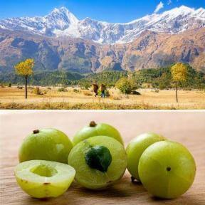 Amalaki dried fruit