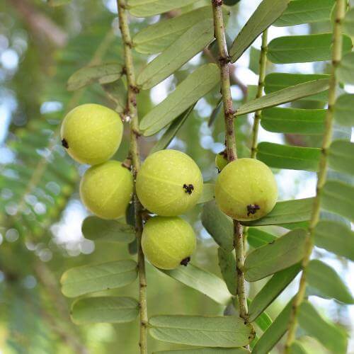 Amla - the heavenly fruit of India