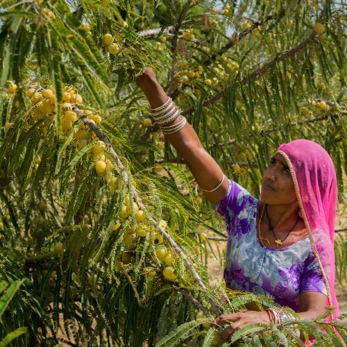 AMLA - user guide