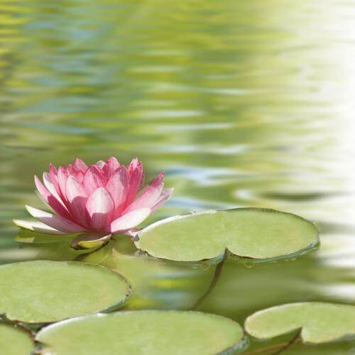 The Spiritual Power Of Indian Lotus